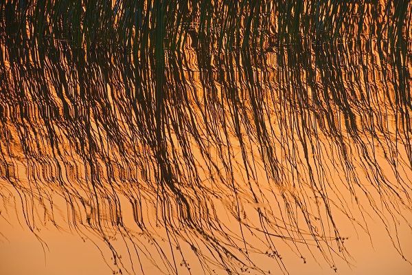Canada-Manitoba-Riding Mountain National Park Close-up of reeds reflecting in Lake Audy at sunset